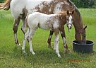 Appaloosa Stud Colt Appaloosa Stallion