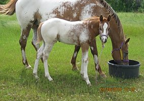 Appaloosa (Appaloosa, Stallion) in Church Point, LA