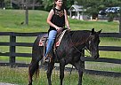 Quarter Horse - Horse for Sale in Los Angeles, CA 90012 Quarter Horse - Horse for Sale in Los Angeles, CA 90012
