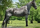 Tennessee Walking - Horse for Sale in , TN 37091