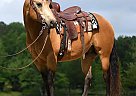 Quarter Horse - Horse for Sale in Los Angeles, CA 90012 Quarter Horse - Horse for Sale in Los Angeles, CA 90012