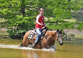 Quarter Horse (Quarter Horse, Gelding) in Los Angeles, CA