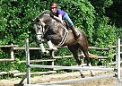 - Gelding in Woodstock, ON - Gelding in Woodstock, ON