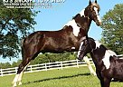 Spotted Saddle - Horse for Sale in Lewisburg, TN 37091 Spotted Saddle - Horse for Sale in Lewisburg, TN 37091
