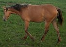 Quarter Horse - Horse for Sale in Sadler, TX 76264