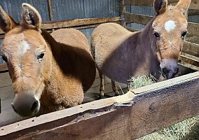 Mule (Mule, Gelding) in Caledonia, IL