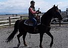 Saddlebred - Horse for Sale in La Conner, WA 98257-47