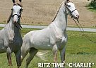 Tennessee Walking - Horse for Sale in Hustonville, KY 40437 Tennessee Walking - Horse for Sale in Hustonville, KY 40437