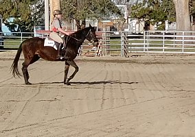 Thoroughbred (Thoroughbred, Mare) in Kennewick, WA