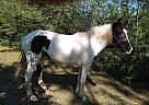 Rosy/Rose - Mare in McHenry, MS Rosy/Rose - Mare in McHenry, MS