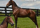Kentucky Mountain - Horse for Sale in Hustonville, KY 40437 Kentucky Mountain - Horse for Sale in Hustonville, KY 40437