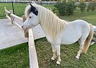 Icy Blue - Stallion in Haslet, TX Icy Blue - Stallion in Haslet, TX