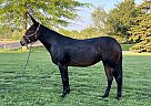 Mule - Horse for Sale in Runnells, IA 50237 Mule - Horse for Sale in Runnells, IA 50237