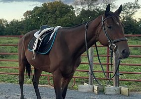 Thoroughbred