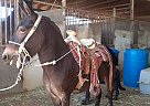 Mule - Horse for Sale in Miraloma, CA 91752 Mule - Horse for Sale in Miraloma, CA 91752