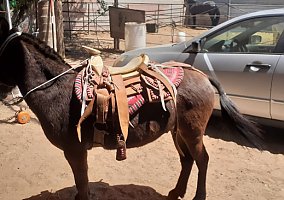Mule