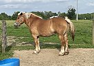 Belgian Draft - Horse for Sale in Hillsboro, OH 45133
