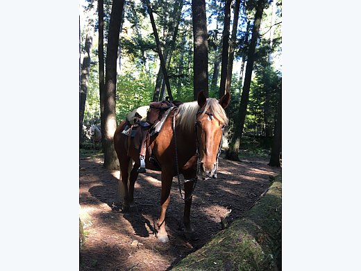 Rocky Mountain Horse