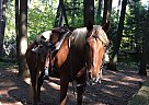 Rocky Mountain - Horse for Sale in Pulaski, WI 54162