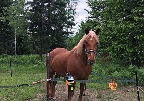 Rocky Mountain Horse (Rocky Mountain Horse, Mare) in Pulaski, WI
