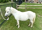 Olaf - Gelding in Haslet, TX Olaf - Gelding in Haslet, TX