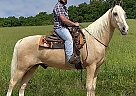 Tennessee Walking - Horse for Sale in McKee, KY 40447 Tennessee Walking - Horse for Sale in McKee, KY 40447