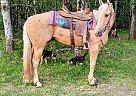 Quarter Pony - Horse for Sale in Sebeka, MN 56477 Quarter Pony - Horse for Sale in Sebeka, MN 56477