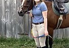 Quarter Horse - Horse for Sale in Quinte West, ON K8V 5P7 Quarter Horse - Horse for Sale in Quinte West, ON K8V 5P7