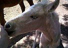 Quarter Horse - Horse for Sale in Splendora, TX 
