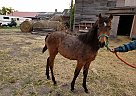 Paint - Horse for Sale in Kipling, SK S0G2S0 Paint - Horse for Sale in Kipling, SK S0G2S0