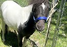 Miniature - Horse for Sale in Linwood, MI 48634