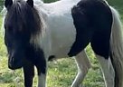 Miniature - Horse for Sale in Linwood, MI 48634