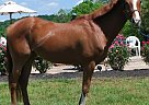 California Dream Thoroughbred Stallion