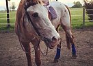The Perfect Pleasure Horse Appaloosa