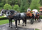 Very Rare, the Oldest Horse Bree... Other Stallion