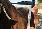 Andalusian - Horse for Sale in Acton, CA 93510 Andalusian - Horse for Sale in Acton, CA 93510