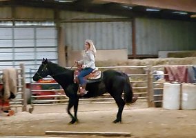 Quarter Horse (Quarter Horse, Mare) in Caledonia, OH