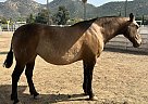 Andalusian - Horse for Sale in San Diego, CA 92021 Andalusian - Horse for Sale in San Diego, CA 92021