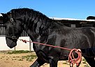 Andalusian - Horse for Sale in Acton, CA 93510 Andalusian - Horse for Sale in Acton, CA 93510