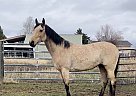 Quarter Horse - Horse for Sale in Bozeman, MT 59715