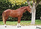 Andalusian - Horse for Sale in Rota (cádiz), 11520 Andalusian - Horse for Sale in Rota (cádiz), 11520