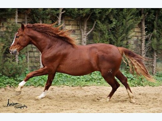 Chesnut PRE Horse