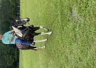 Paint - Horse for Sale in Valdosta, GA 31601 Paint - Horse for Sale in Valdosta, GA 31601
