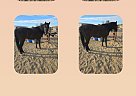Spanish Mustang - Horse for Sale in Marana, AZ 85653 Spanish Mustang - Horse for Sale in Marana, AZ 85653