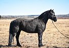 Friesian - Horse for Sale in Fort St. John, BC V0C 1G0