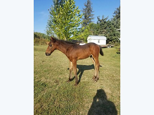 Friesian/Paint Stud Colt