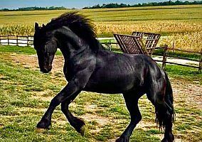 Friesian (Friesian, Stallion) in Grundy Center, IA