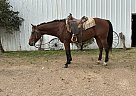 Quarter Horse - Horse for Sale in Rocky Comfort, MO 65708 Quarter Horse - Horse for Sale in Rocky Comfort, MO 65708