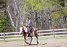 Hank - Gelding in Bemidji, MN Hank - Gelding in Bemidji, MN
