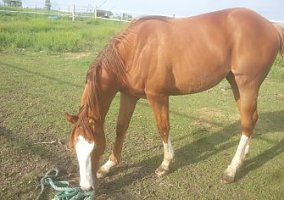 Homer (Quarter Horse, Stallion) in Hurley, SD